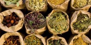 Medicinal Herbs