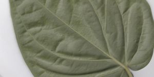 Betel Leaves ( Bangla Paan)