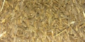 Cumin Seeds