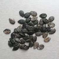 Ridge Gourd Seeds