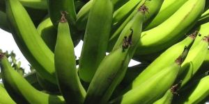 Banana Green