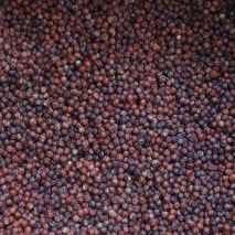 Finger Millets