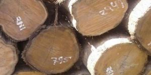 Teak Wood Logs