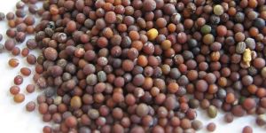 Mustard Seeds