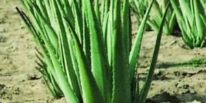 Aloe Vera Leaf