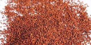Finger Millet Seeds