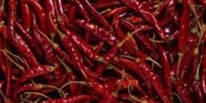 Fresh Red Chilli
