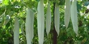 Fresh Snake Gourd