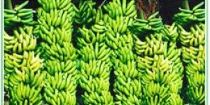 Fresh Yellaki Banana