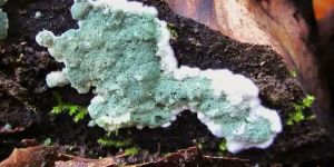 Trichoderma Biofungicide