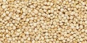 Quinoa Seeds
