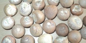 Areca Nuts