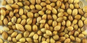 Coriander Seeds