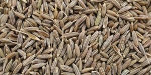 Cumin Seeds