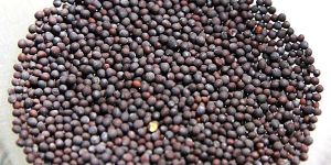 Mustard Seeds