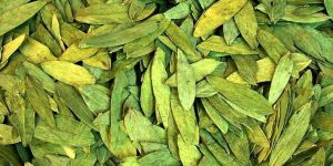 Dried Senna Leaves