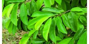 Shatavari Root Powder