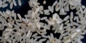 Rice Seed