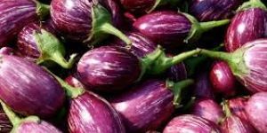 Fresh Brinjal