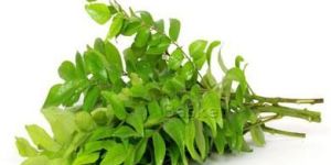 Fresh Curry Leaves