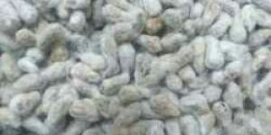 Cotton Seeds
