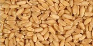 Lokwan Wheat