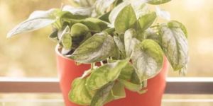 Red Round Shaped Railing Plastic Planter