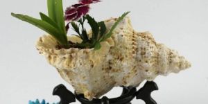 Shell Plant Pot