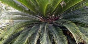 Cycad Plants