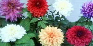 Dahlia Plants