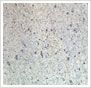 Kashmir White Granite