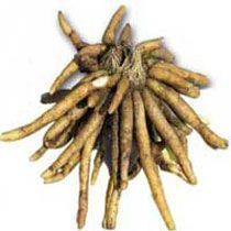 Safed Musli For Pharma