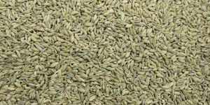 Fennel Seeds