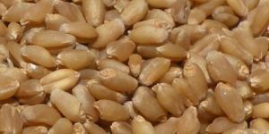 Certified Wheat Seed