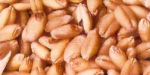 Wheat Seed