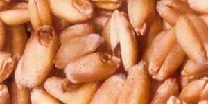 Wheat Seed Certificate