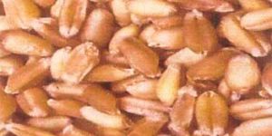 Wheat Seed