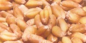 Wheat Seed