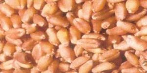 Wheat Seed