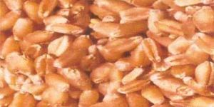 Wheat Seed