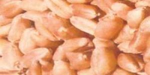 Wheat Seed