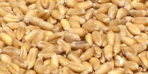 Wheat Seed