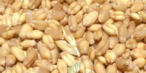 Wheat Seed