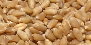 Wheat Seed