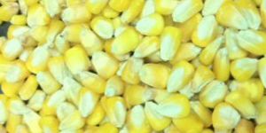 Yellow Corn
