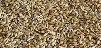 Barley Malt