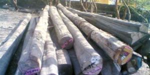 Burma Teak Logs