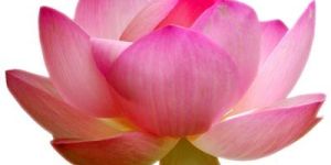 Pink Lotus Oil