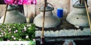 Rose Oil (Rosa Damascena)