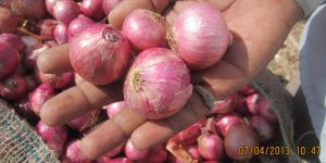 Red Onion 25-30mm